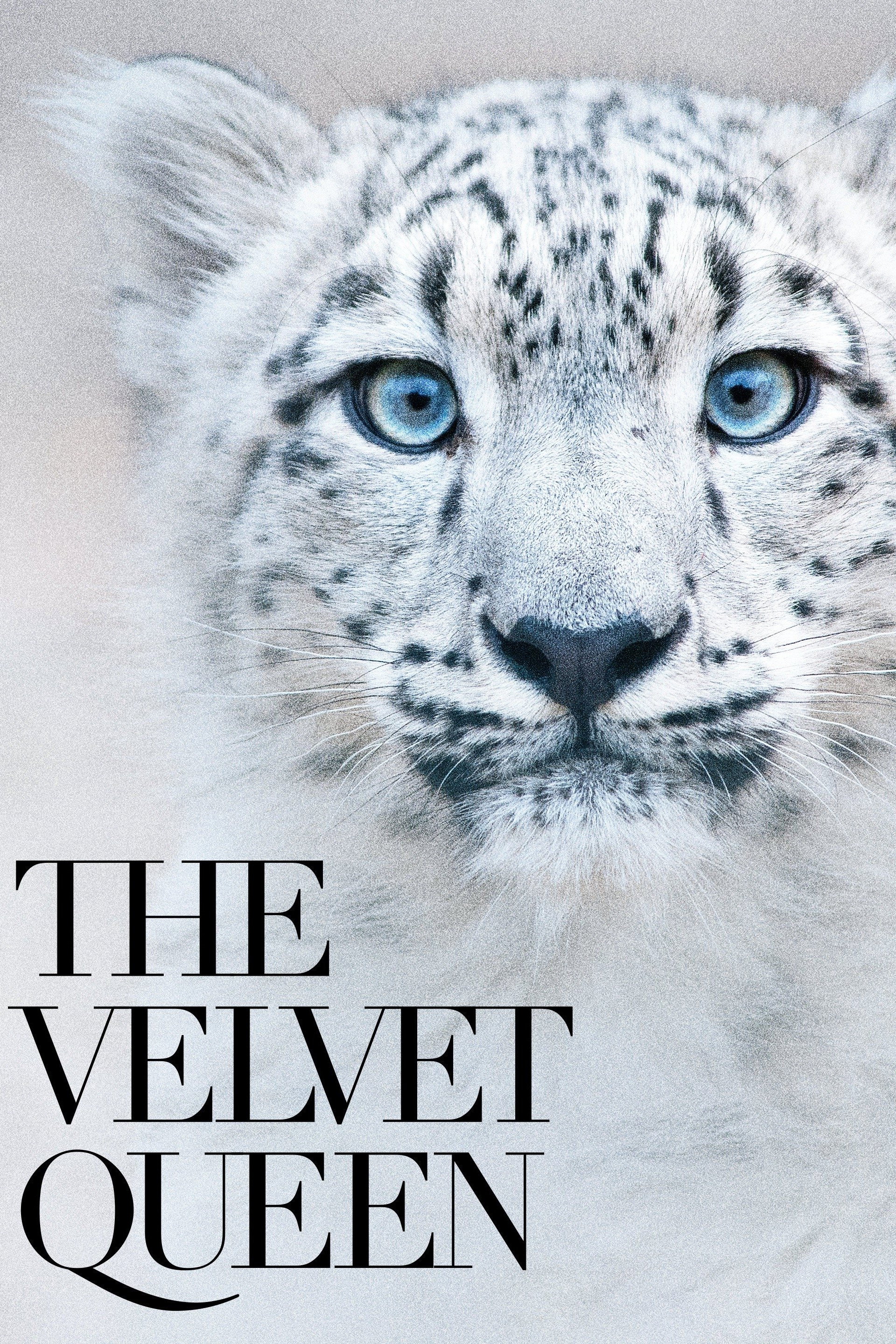 Poster to the movie "The Velvet Queen" #1028711