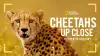 Cheetahs Up Close with Bertie Gregory