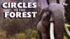 Circles in a Forest