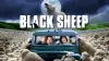 Black Sheep