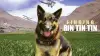 Finding Rin Tin Tin