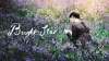 Bright Star