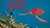 The Red Turtle
