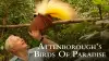 Attenborough's Paradise Birds