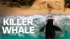Killer Whale