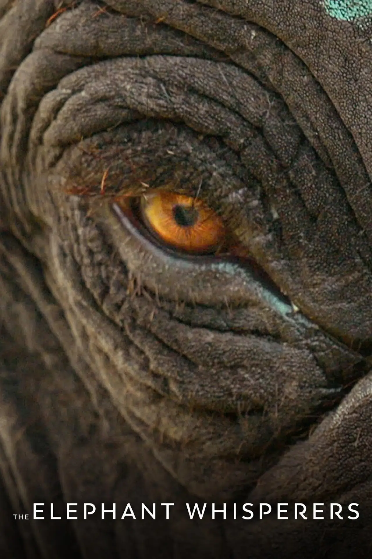 Movie poster "The Elephant Whisperers"