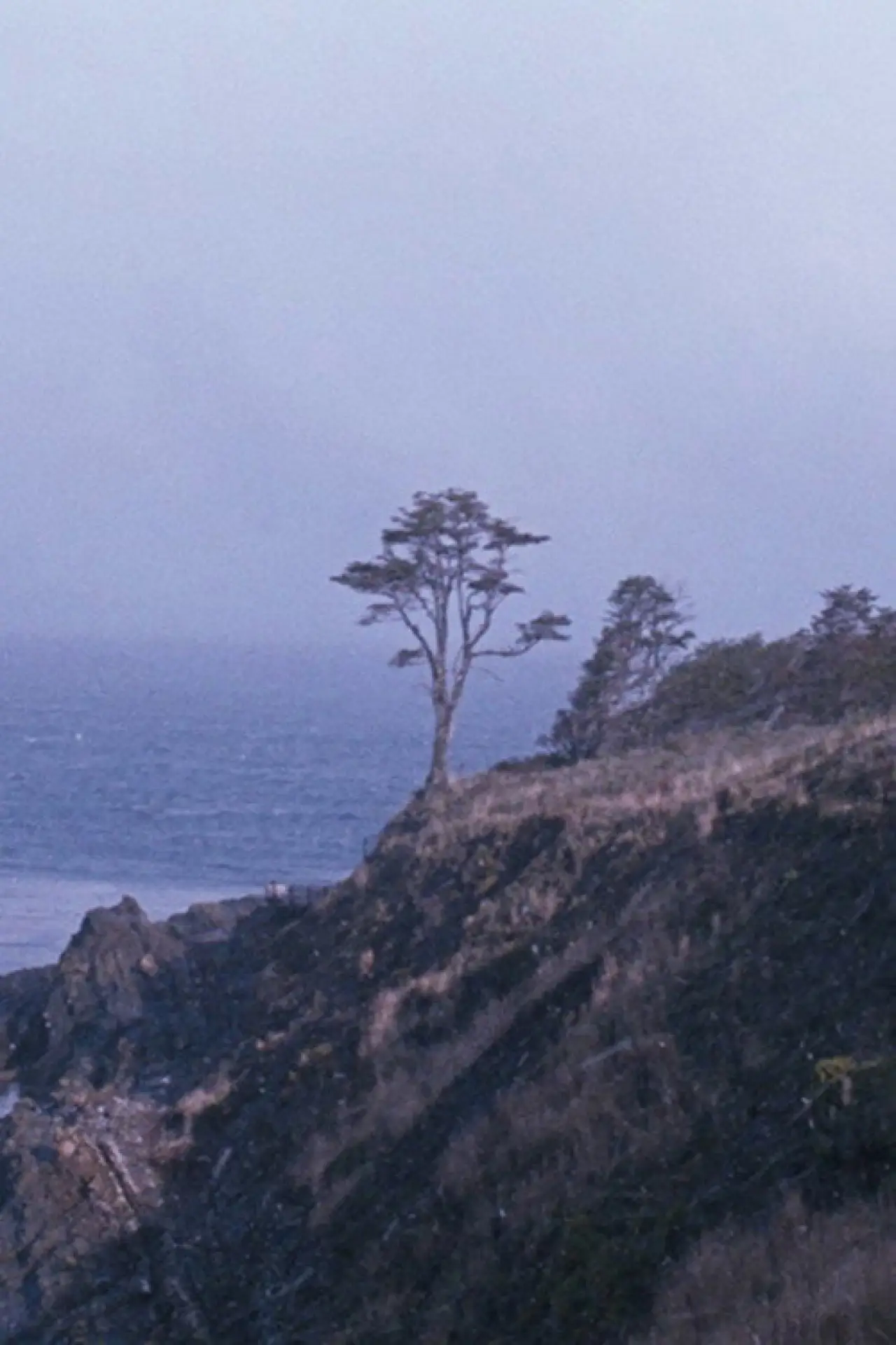Movie poster "The Tree"