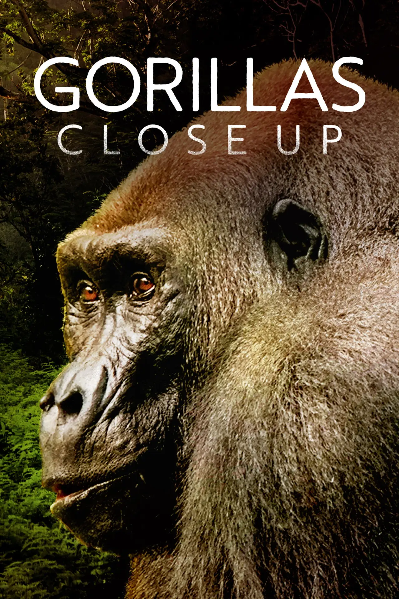 Movie poster "Gorillas Close Up"
