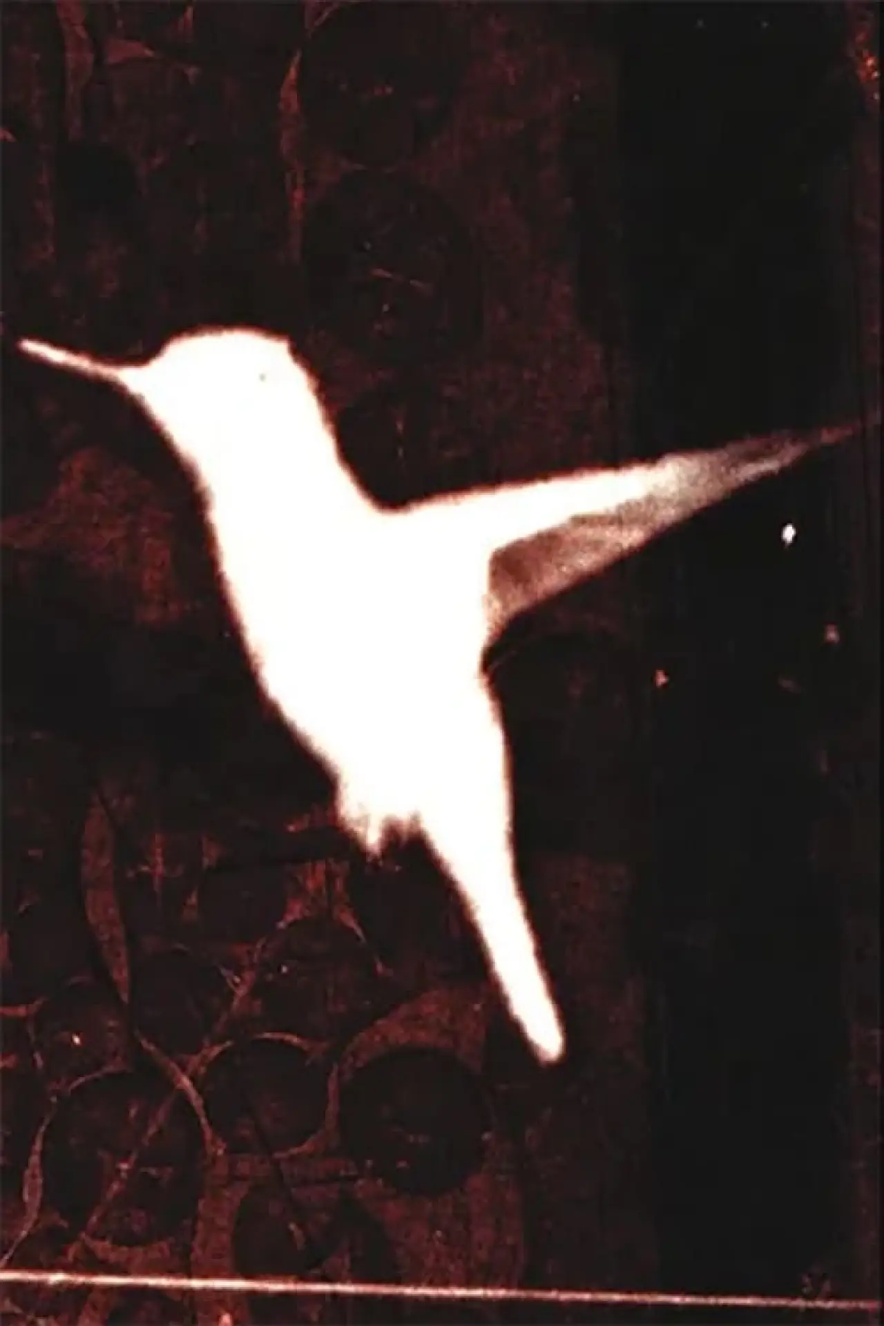 Movie poster "lessons on flight"