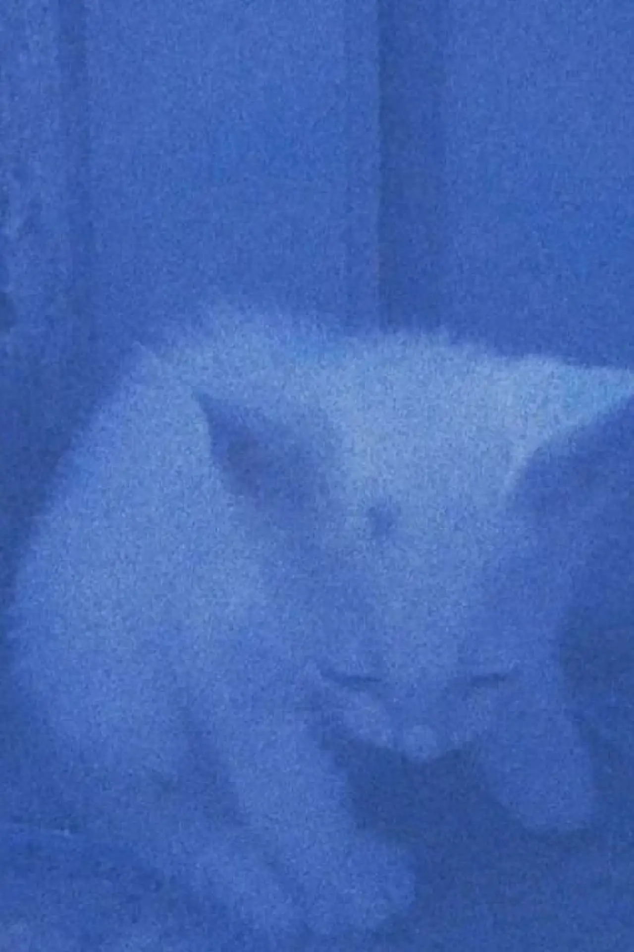 Movie poster "I went to the garden of love, reel 1: the cats rescued last night (January 23, 2024)"