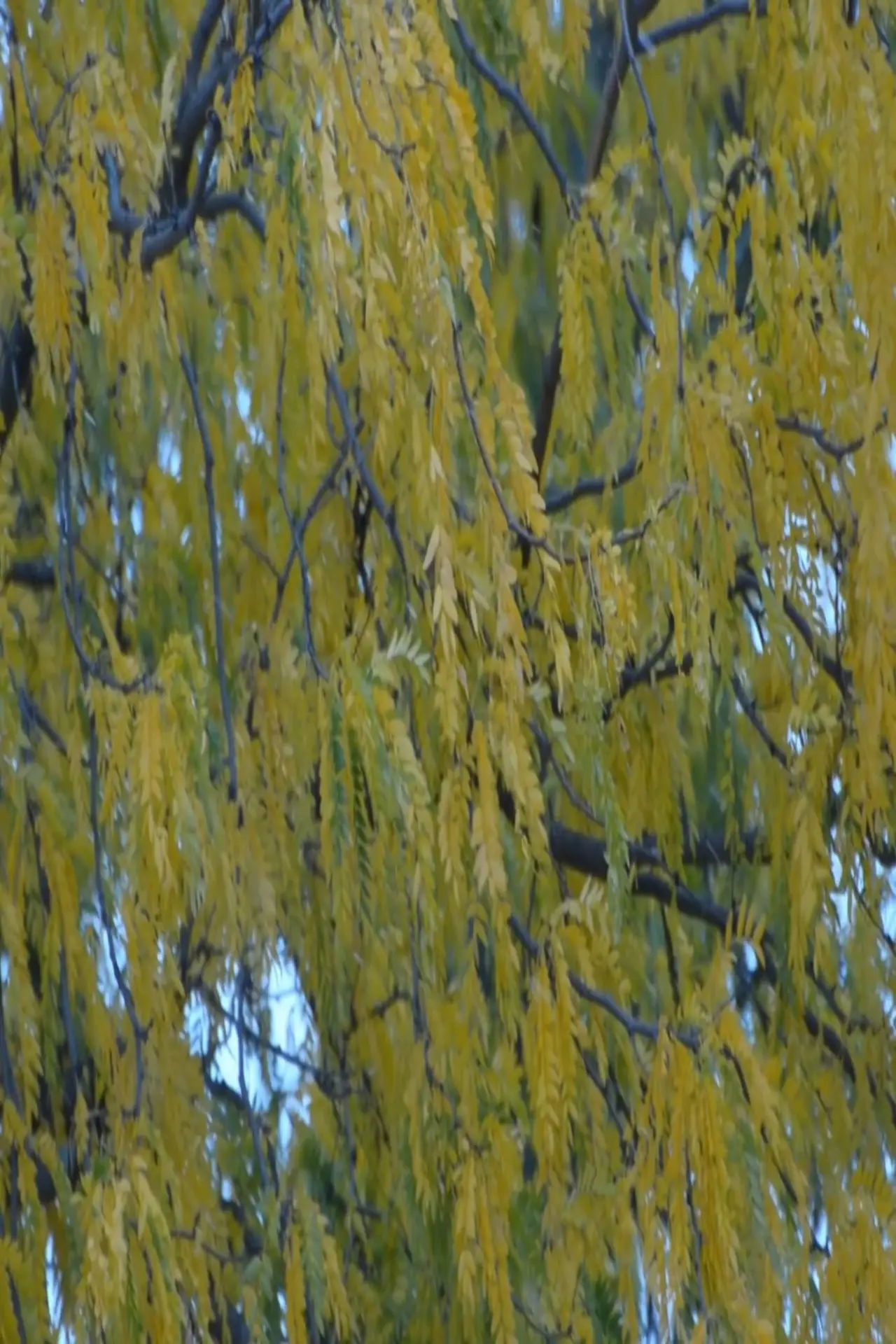 Movie poster "Gleditsia triacanthos"