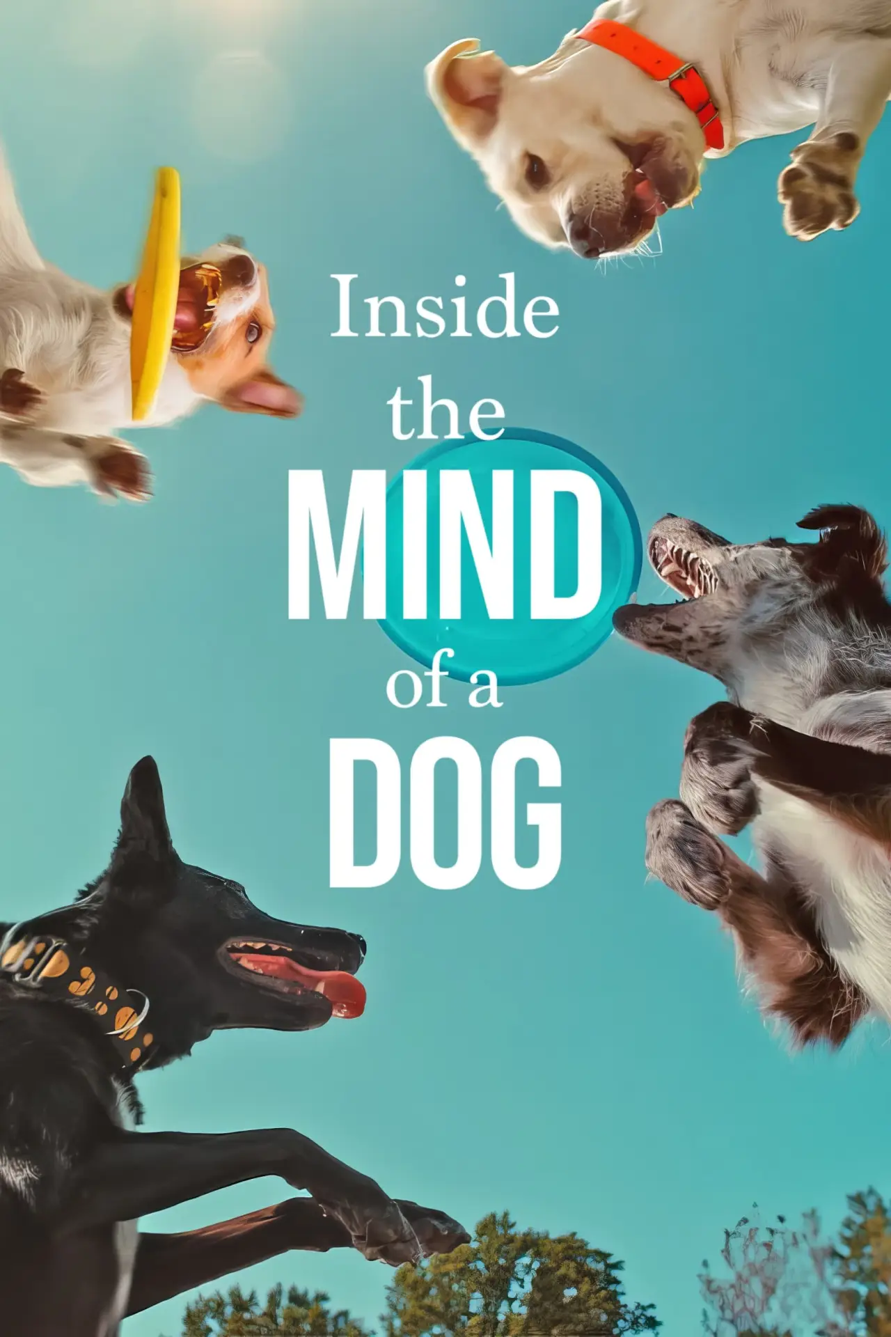 Movie poster "Inside the Mind of a Dog"