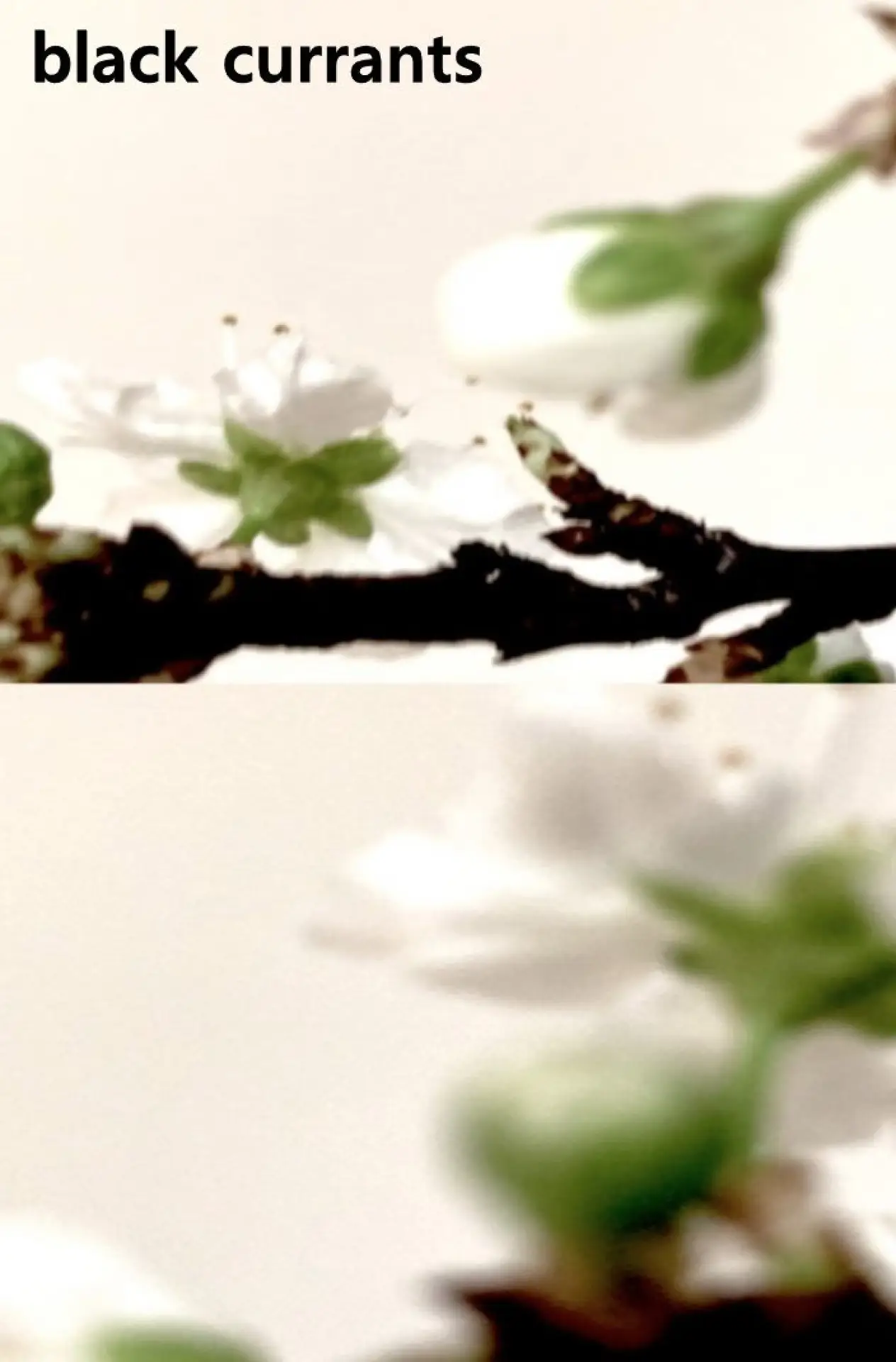 Movie poster "Black currants"