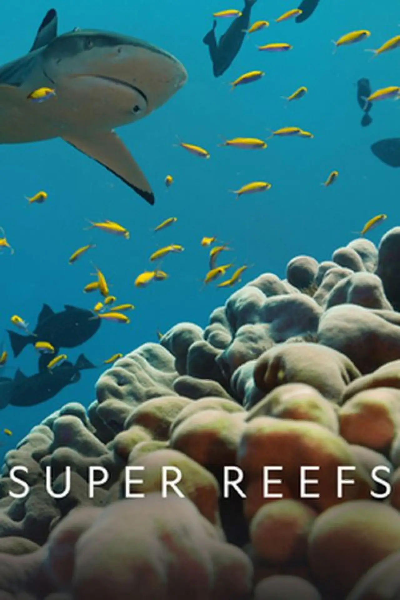 Movie poster "Super Reefs"