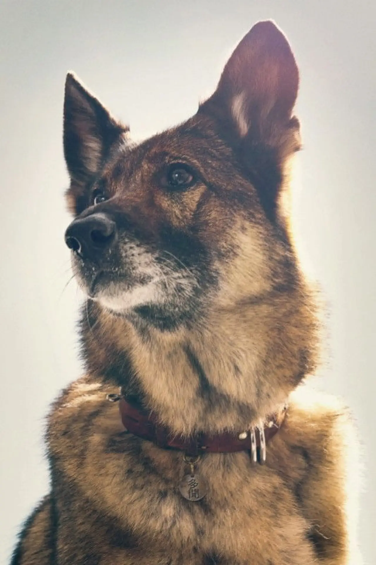 Movie poster "The Boy and the Dog"