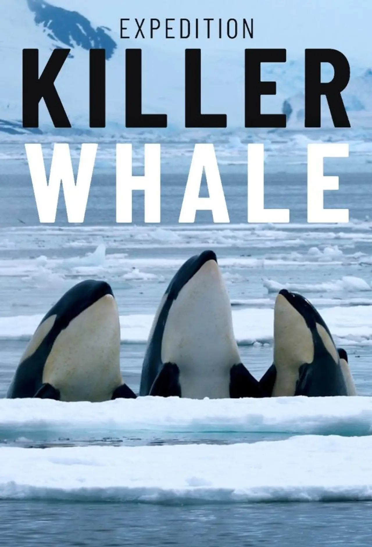 Movie poster "Expedition Killer Whale"