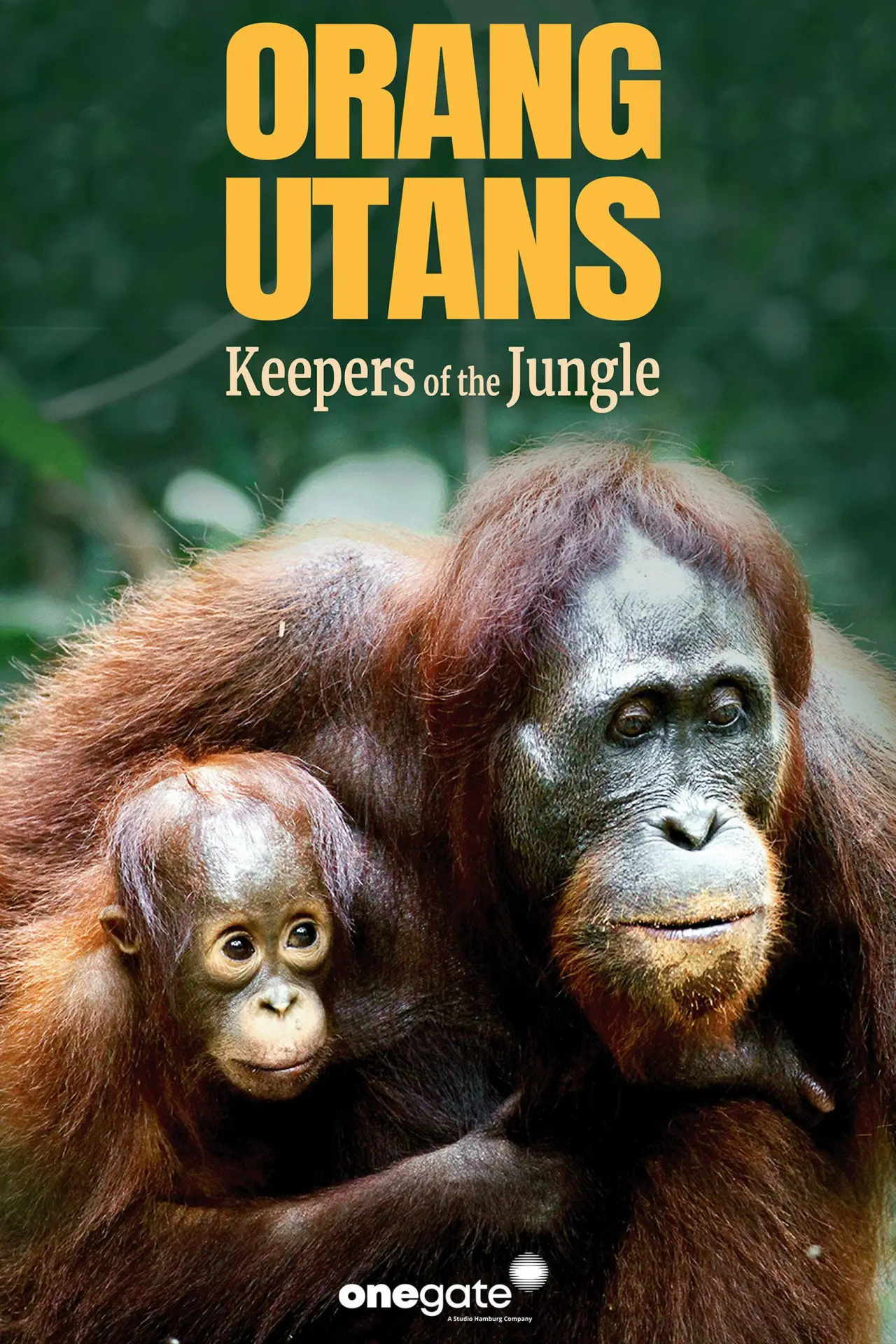 Movie poster "Orang Utans - Keepers of the Jungle"