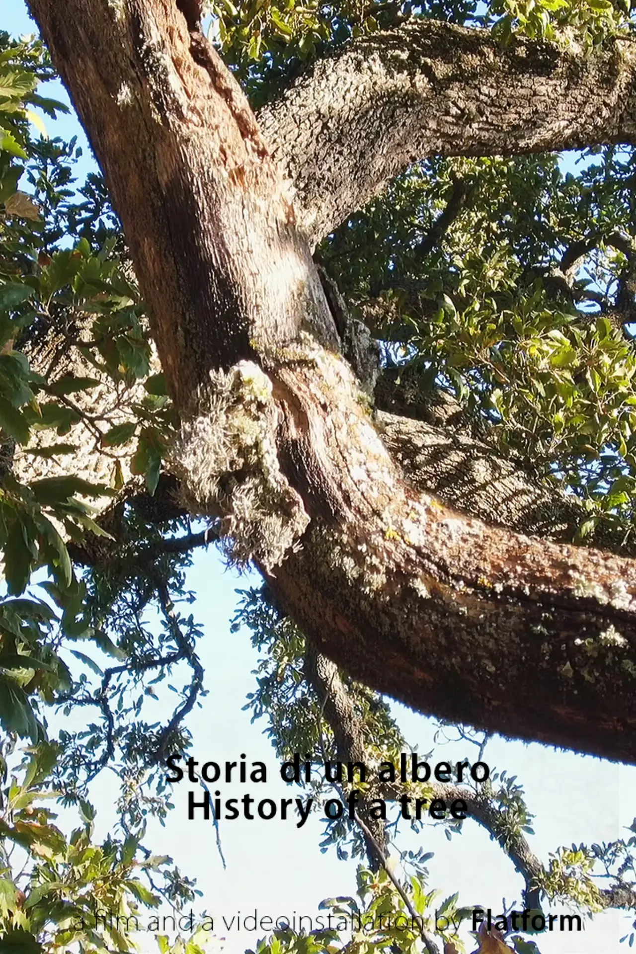 Movie poster "History of a Tree"