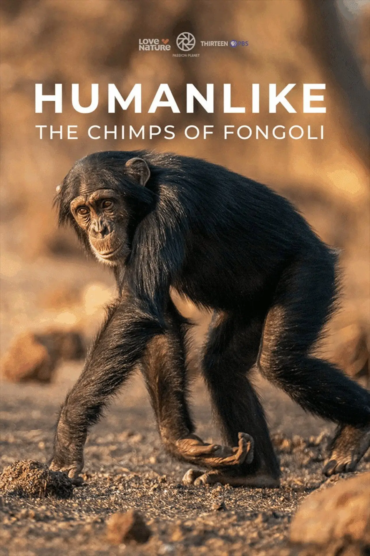 Movie poster "Humanlike - The Chimps of Fongoli"