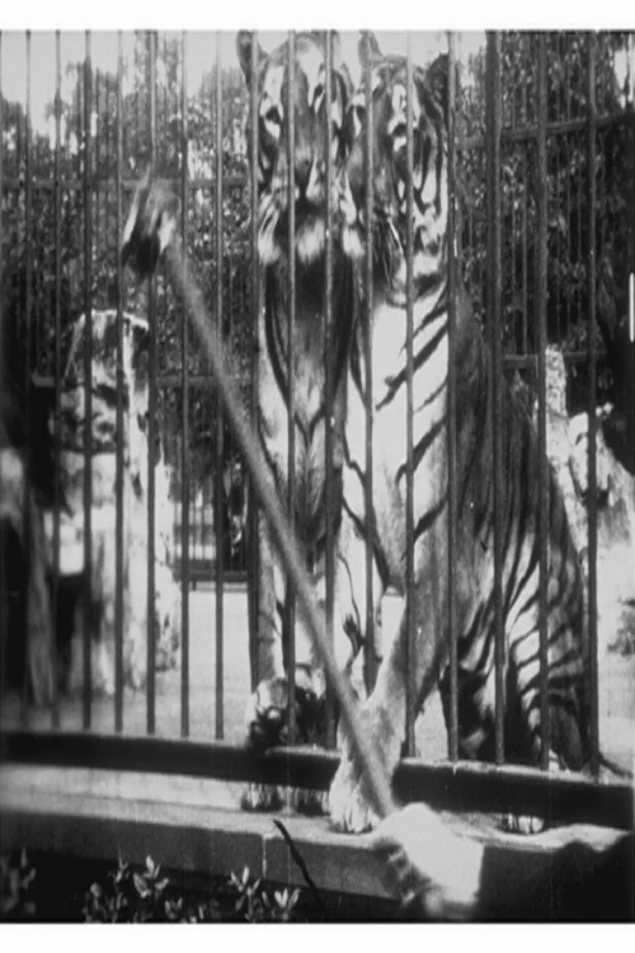 Movie poster "Tigers at the Zoo"