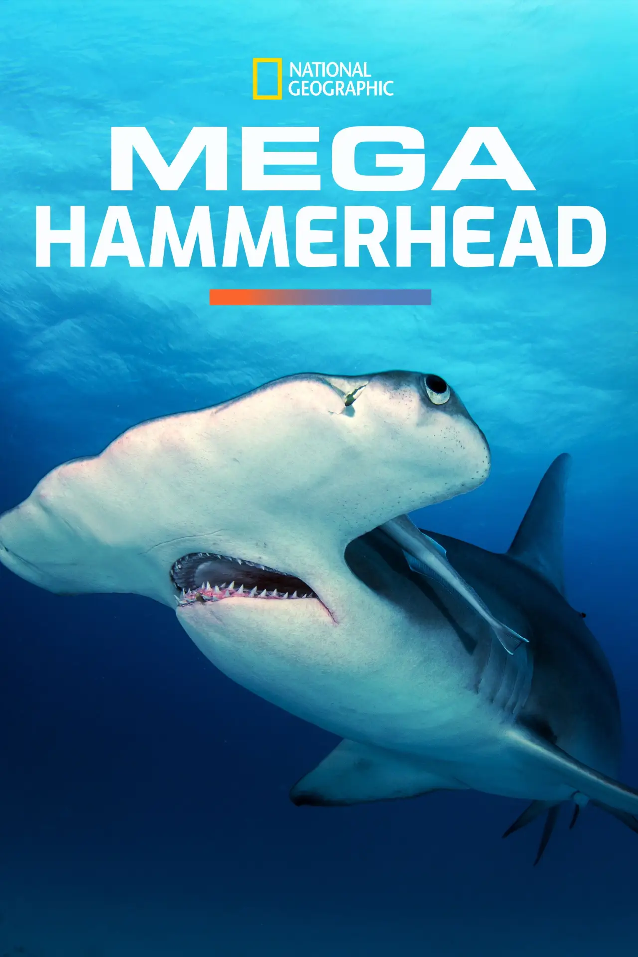 Movie poster "Mega Hammerhead"