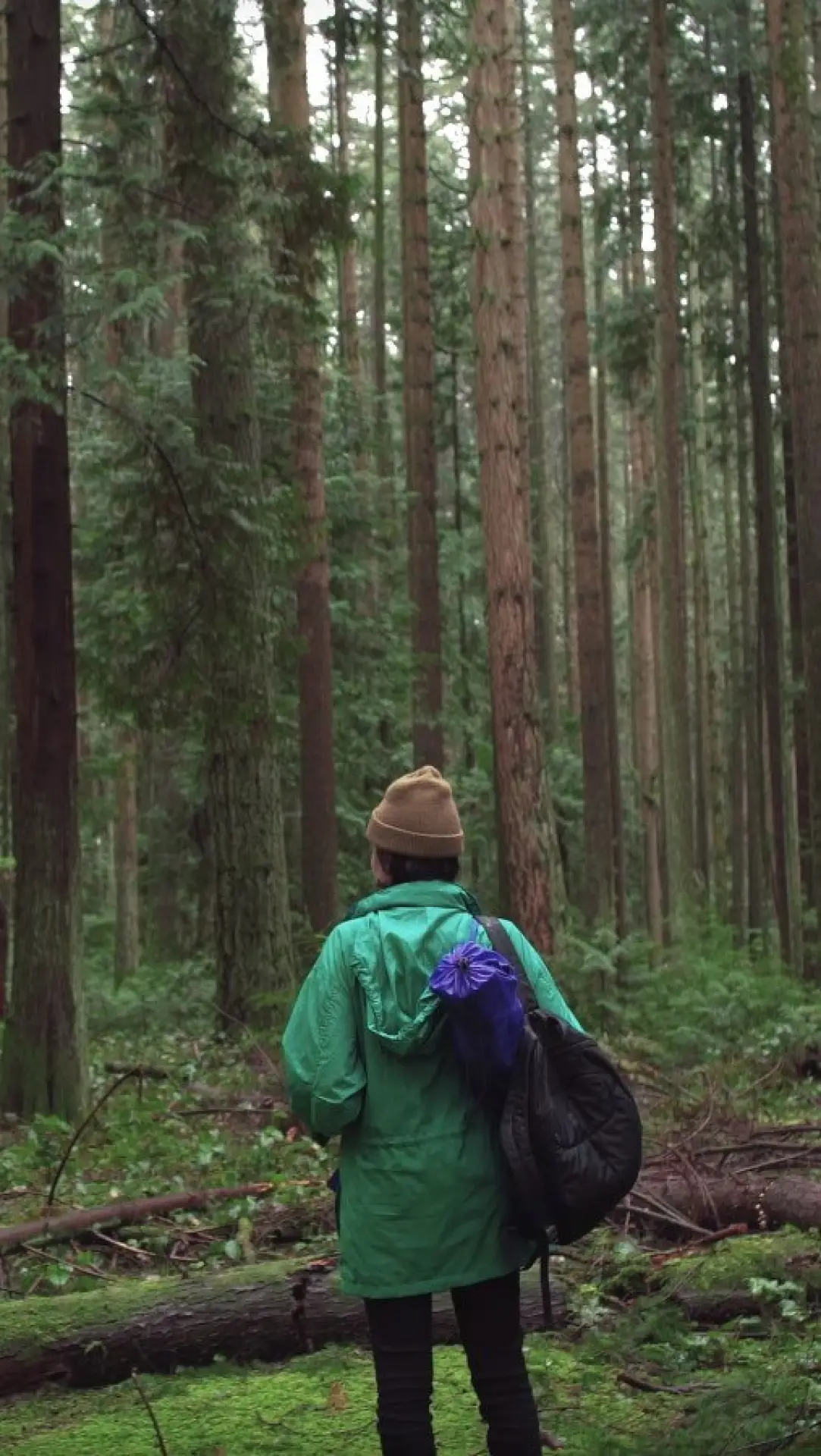 Movie poster "Forest Movie"