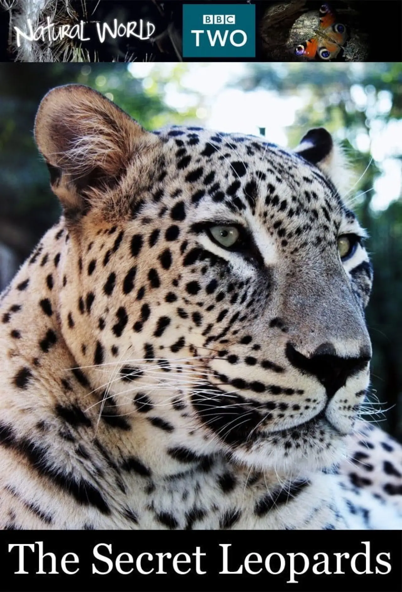 Movie poster "BBC Natural World 2010 The Secret Leopards"