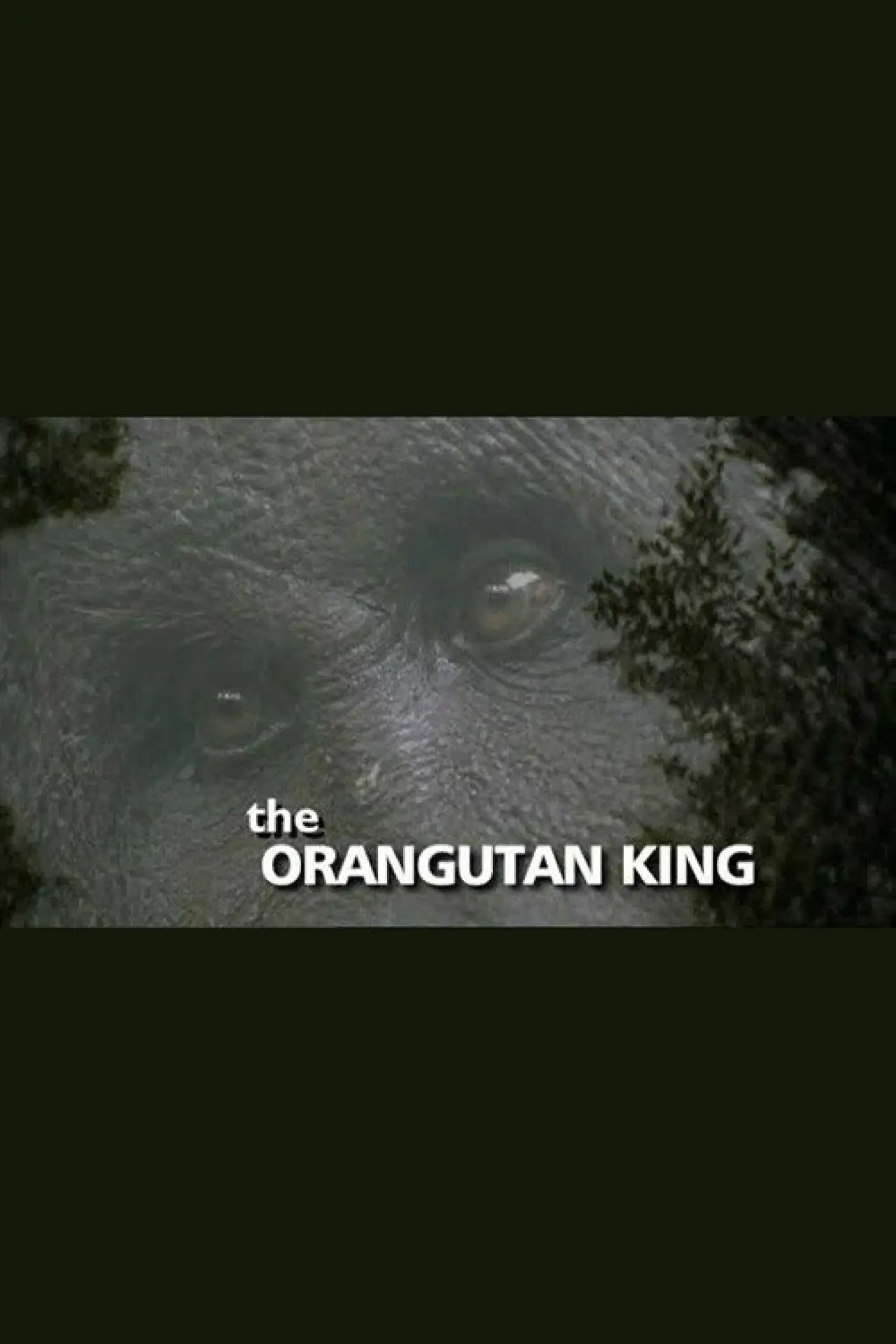 Movie poster "The Orangutan King"