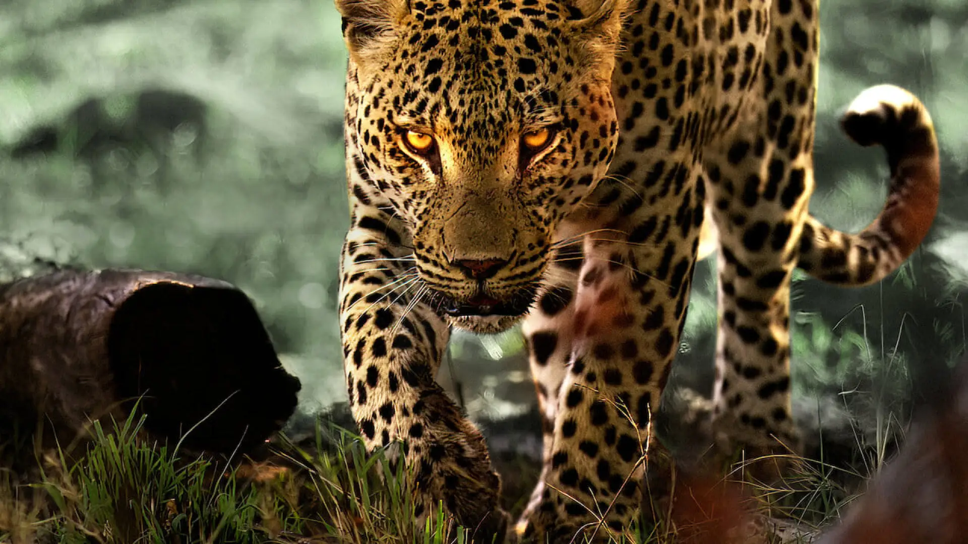 Watch film Living with Leopards | Official Trailer