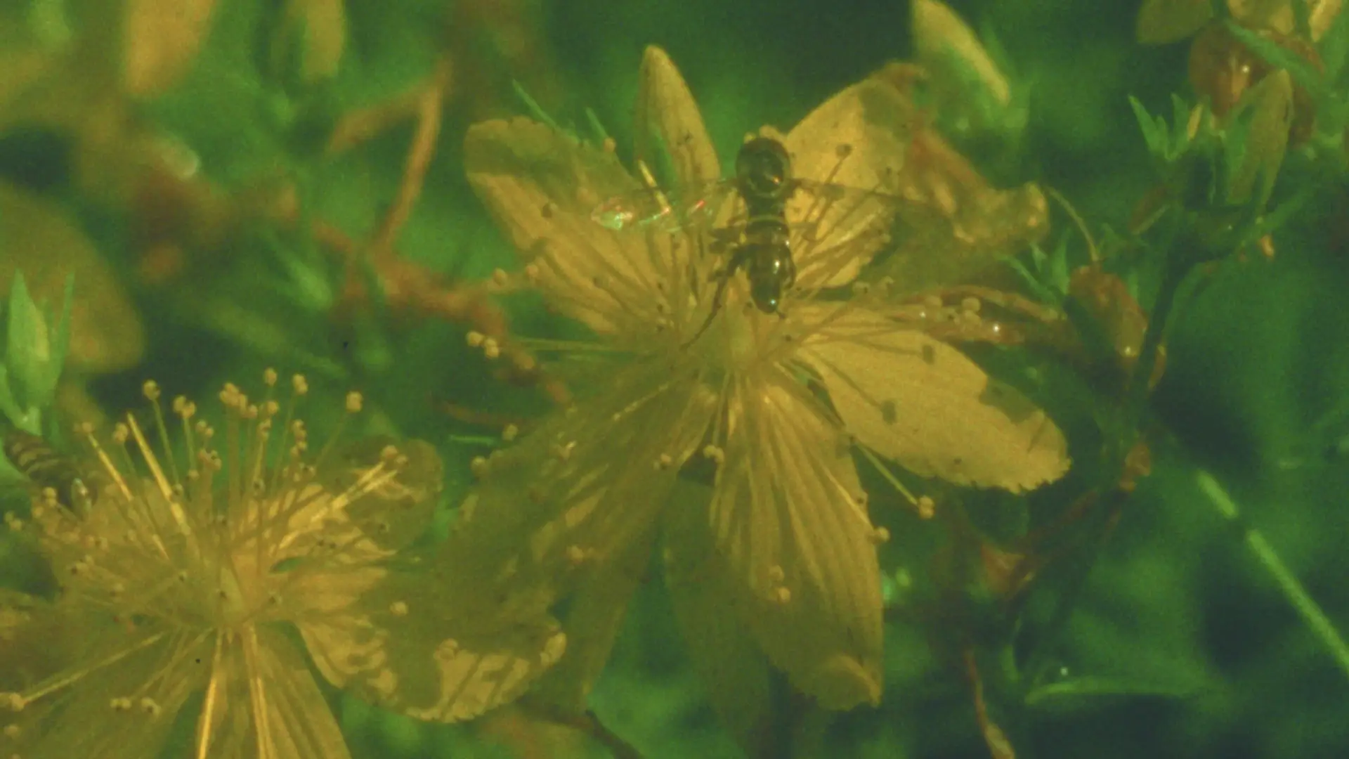 Watch film Summer Meadow | Summer Meadow (16mm, trailer)
