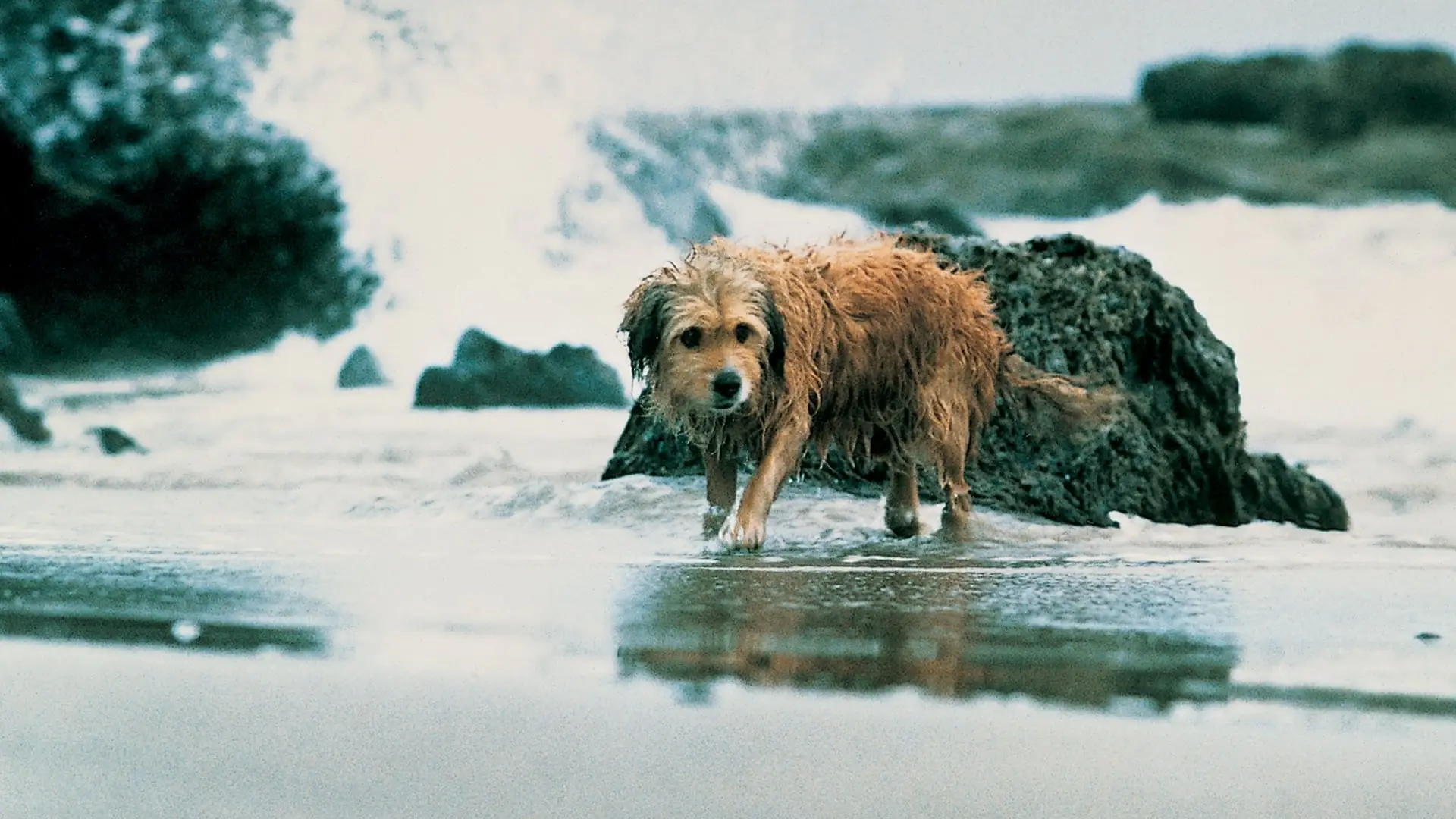 Watch film Benji the Hunted | Бенджи потерялся - Трейлер