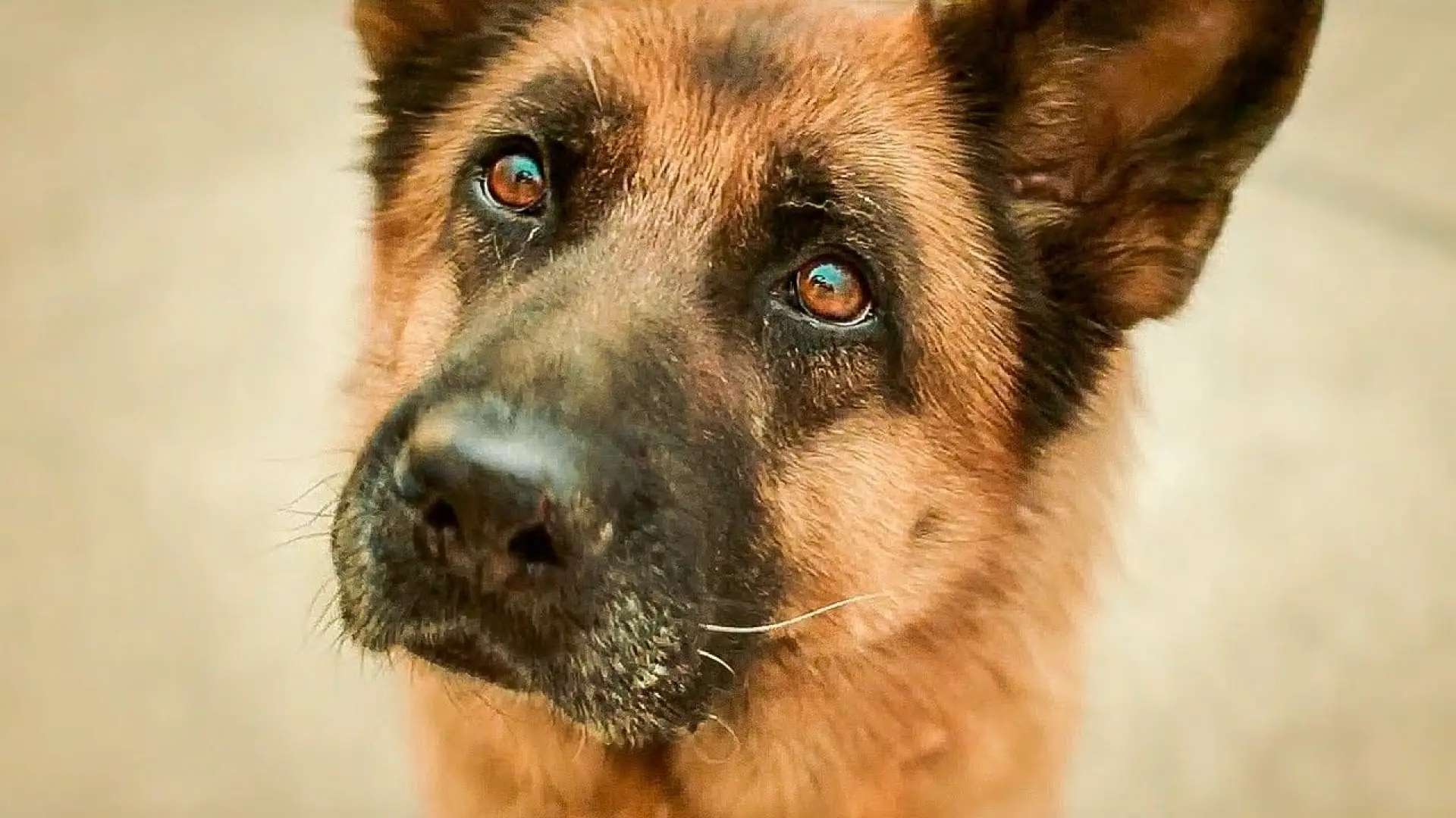 Watch film A Dog Named Palma — A DOG NAMED PALMA - Трейлер// English subtitles