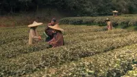Backdrop to the movie "Tea War: The Adventures of Robert Fortune" #685355
