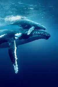 Poster to the movie "Ocean with David Attenborough" #617867