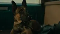 Backdrop to the movie "Dog" #888993