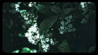 Backdrop to the movie "Flowers (III)" #888341