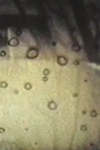 Poster to the movie "Alone at Last_1988" #1211207