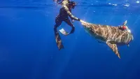 Backdrop to the movie "Maui Shark Mystery" #849992