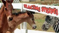 Backdrop to the movie "Racing Stripes" #987911