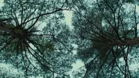 Backdrop to the movie "Evil Does Not Exist" #725433