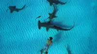 Backdrop to the movie "Sharkwater Extinction" #1047496