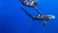 Backdrop to the movie "Maui Shark Mystery" #849988