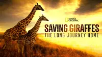 Backdrop to the movie "Saving Giraffes: The Long Journey Home" #940787