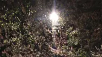 Backdrop to the movie "light blossom" #806227