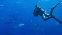Backdrop to the movie "Dolphins Up Close with Bertie Gregory" #869763