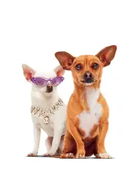 Poster to the movie "Beverly Hills Chihuahua" #780948