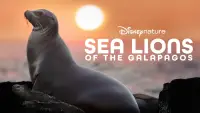 Backdrop to the movie "Sea Lions of the Galapagos" #1115561