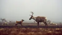 Backdrop to the movie "Being Caribou" #881680