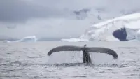 Backdrop to the movie "Speechless: The Polar Realm" #830611
