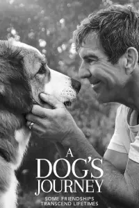 Poster to the movie "A Dog